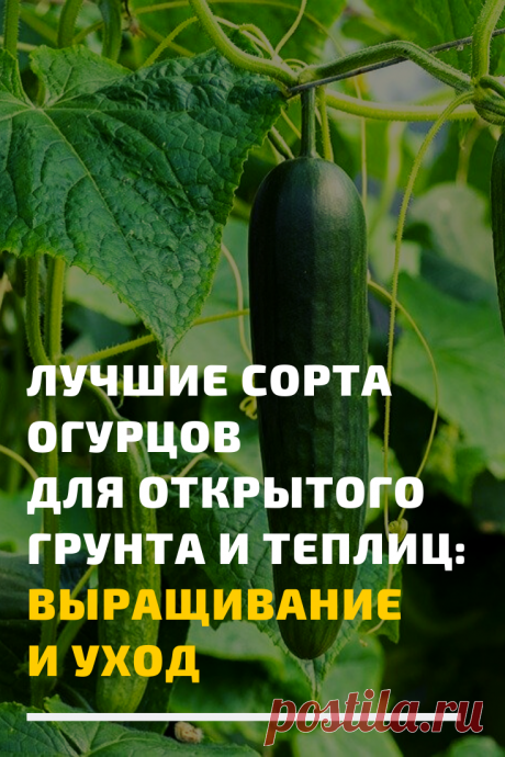 Можно подобрать семена сортов с уникальными свойствами. Но следует учитывать, что заявленная высокая урожайность огурцов напрямую зависит от ухода.