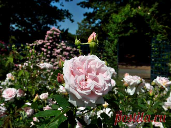 Сад роз Пегги Рокфеллер(Peggy Rockefeller Rose Garden),Нью-Йорк. Обсуждение на LiveInternet - ГђГ®Г±Г±ГЁГ©Г±ГЄГЁГ© Г‘ГҐГ°ГўГЁГ± ГЋГ­Г«Г Г©Г­-Г„Г­ГҐГўГ­ГЁГЄГ®Гў