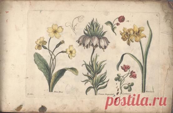 The florist, or, An extensive and curious collection of flowers, for the imitation of young ladies, either in drawing or in needle?workby A. Heckle. : Heckel, Augustin, : Free Download, Borrow, and Streaming : Internet Archive