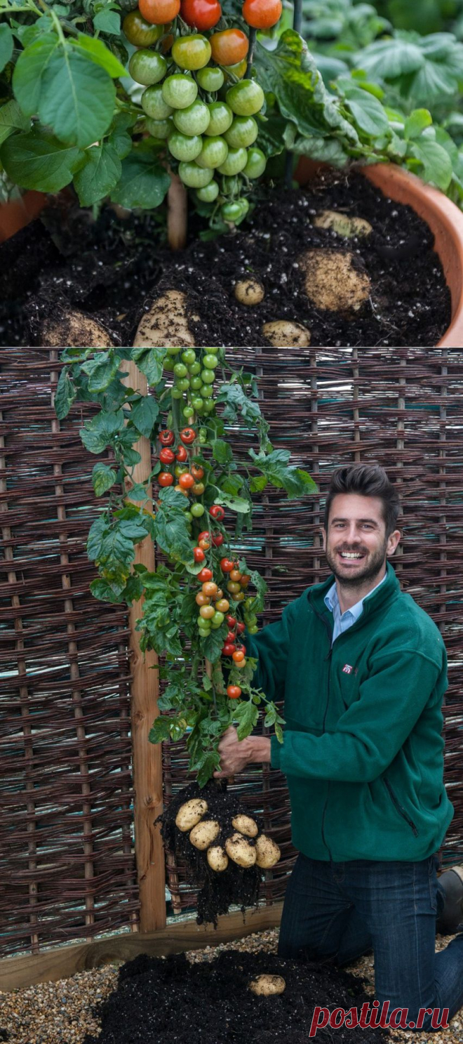 “TomTato”: гибрид картофеля и помидора | ТАЙНЫ ВСЕЛЕННОЙ
