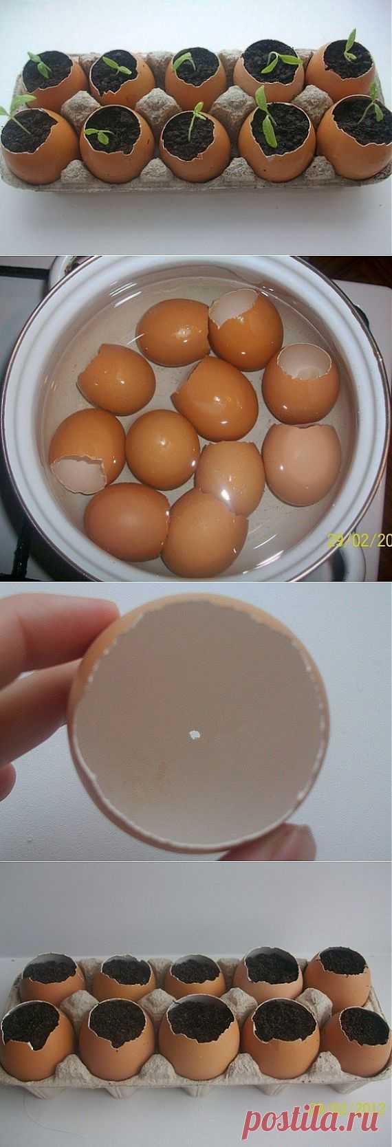 Необычный способ посадки семян на рассаду