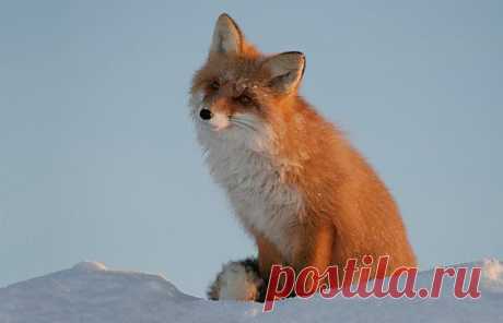 Задумчивая красавица.