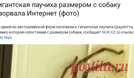 Гигантская паучиха размером с собаку взорвала Интернет (фото)