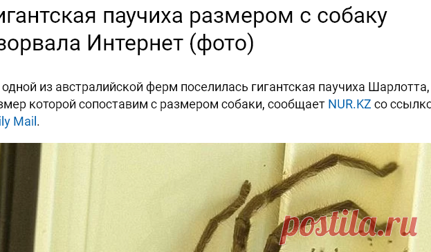 Гигантская паучиха размером с собаку взорвала Интернет (фото)