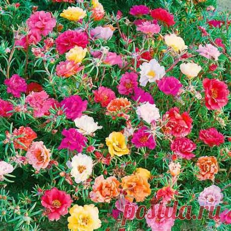 Портулак крупноцветный, смесь окрасок (72494): купить семена почтой в Украине | интернет-магазин Дом и Сад