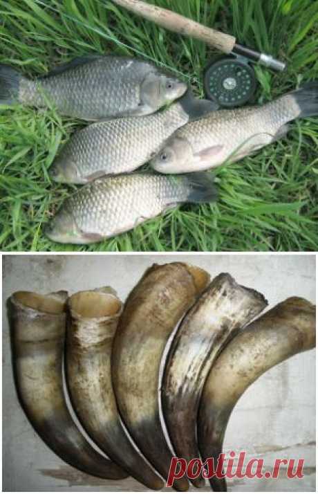 Карась и коровий рог