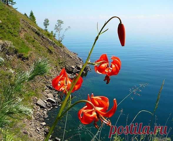 Цветы Прибайкалья. Саранки.