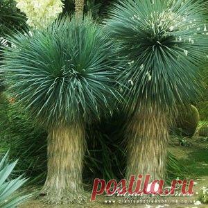 Найдено на сайте plantsandtreesonline.co.uk.