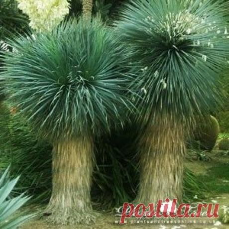 Найдено на сайте plantsandtreesonline.co.uk.