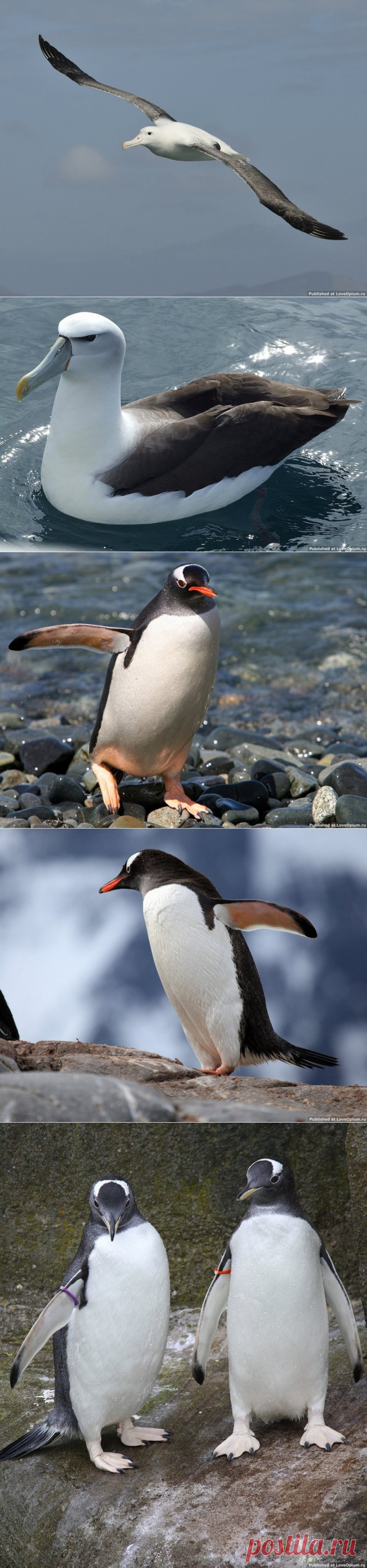 Птицы-рекордсмены — Наука и жизнь