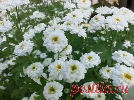 Почему медведка обходит стороной участки с хризантемами: какой природный инсектицид ее отпугивает. Хризантемы выделяют особые вещества — пиретрины. Они действуют как природный инсектицид и отпугивают многих насекомых.