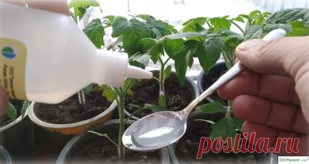 Пepeкись водорода помогает вырастить кpeпкую и здopoвую paccaду. Расскажу, как я её применяю В преддверии нового посадочного сезона все земледельцы мечтают о здоровых и сильных сеянцах. В ход идут любые средства и способы. Дошло дело до перекиси водорода, наделенной поистине живительной силой. Расскажу, как и что делаю для культивирования будущих саженцев.Не только заживляет...