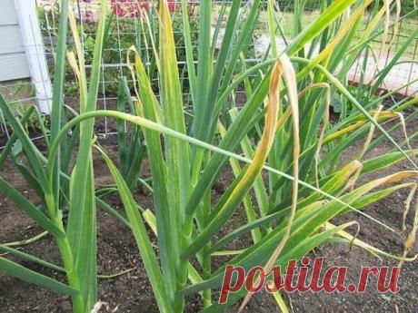 ЧЕМ ПОДКОРМИТЬ ЧЕСНОК В МАЕ ОТ ПОЖЕЛТЕНИЯ
Сохраните, чтобы не потерять!

Почему желтеют листья у чеснока?

Пожелтение листьев у чеснока может быть вызвано различными причинами. Но чаще всего это нарушение физиологических процессов в развитии: нехватка элементов питания, нарушение воздухообмена в корневой зоне, длительное отсутствие тепла, солнечной энергии и др. На фоне затяжных похолоданий почва имеет низкие температуры, и питание плохо усваивается растениями. Подкормки, ...