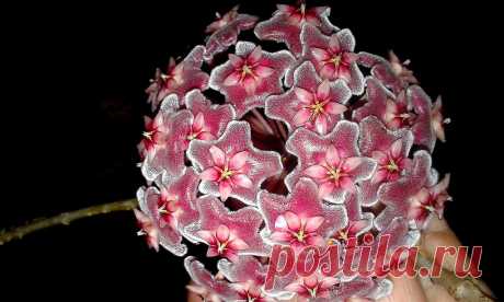 Noche de perfume y flores Esta hoya Pubicalyx Pink Silver abrió todos sus capullos y  me llenó de perfume la calurosa noche. Hay cuatro abiertas a cual más bonita y perfecta! Una fiesta para los ojos !!  Felix domingo!!
