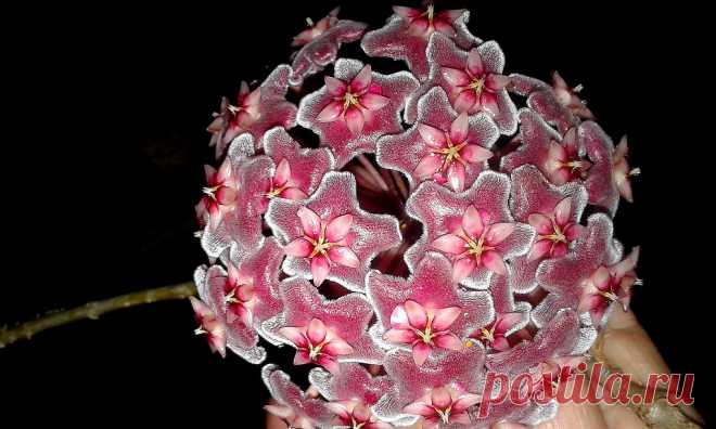 Noche de perfume y flores Esta hoya Pubicalyx Pink Silver abrió todos sus capullos y  me llenó de perfume la calurosa noche. Hay cuatro abiertas a cual más bonita y perfecta! Una fiesta para los ojos !!  Felix domingo!!