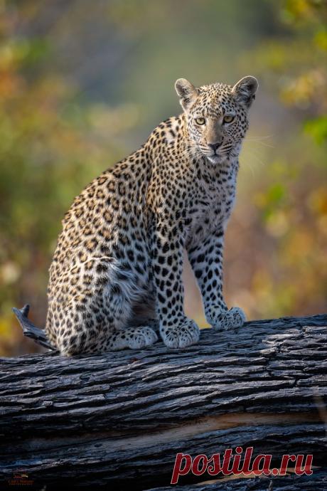 Forging Her Way in the World We encountered this Leopard (Panthera pardus) cub several times on our visit to the Okavango Delta. Almost a year old, she still relies heavily on her mother for food and protection. She’s trying hunt on her own, but from what we saw she has a way to go. She has the physical prowess, but she lacks experience. At the critical moment of a hunt, she would break cover and walk right up to the prey. The whole neighborhood notices her and the squirre...