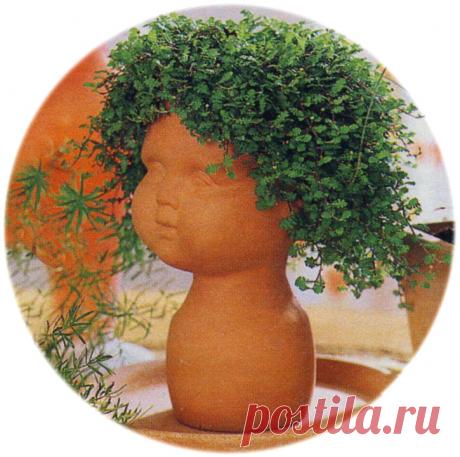 Зеленые “подушки” - почвопокровные у вас дома