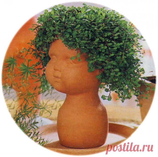 Зеленые “подушки” - почвопокровные у вас дома