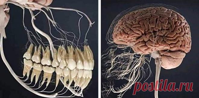 11 изображений, которые расскажут о нашем организме лучше любого учителя анатомии / Научный хит