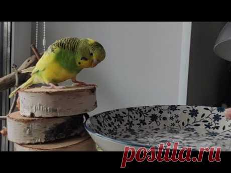"Федь иди купаться..."🦜 Как Попугай Фёдор купается. Федька Лайф #budgie #волнистыйпопугай #parrot