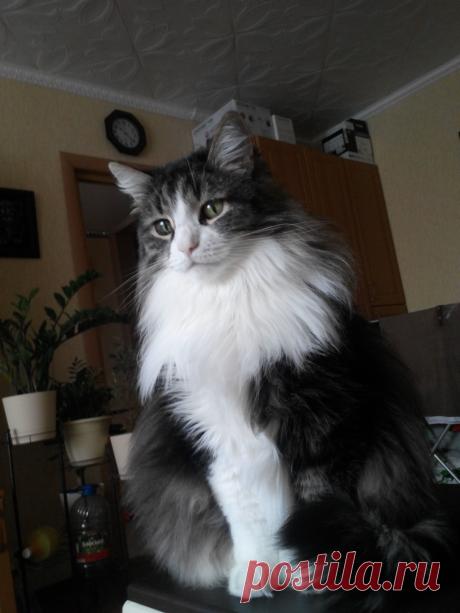 Все кошки как кошки..., а я королевна...