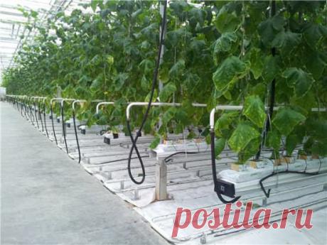 Автоматика для теплицы своими руками: обогрев, полив, вентиляция