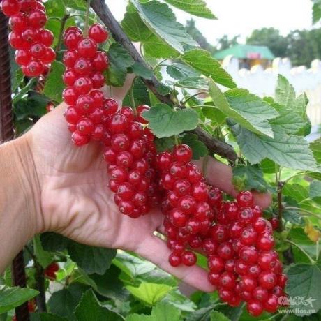 ПРАВИЛЬНЫЙ УХОД ЗА СМОРОДИНОЙ
 
Я не понимаю, почему у некоторых садоводов смородина дает скудные урожаи. У меня, например, даже старые «неплодовитые» сорта отдают по максимуму. А все потому, что ухаживаю я за ней как за ребенком малым.
 
Вот, к примеру, ситуация - посадили вы весной молодые, сортовые, здоровые саженцы. Следующим летом на них уже зреет первый урожай. И ягоды на них - загляденье - крупные, сладкие, ароматные. Но вот беда: тля и гусеницы оккупировали молодые...