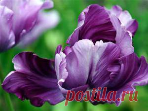 flores - Bing Изображения
