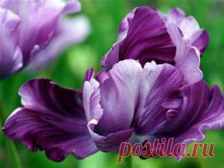 flores - Bing Изображения