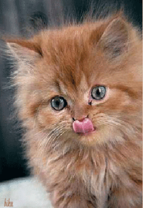 h-9333.jpg (275×400)