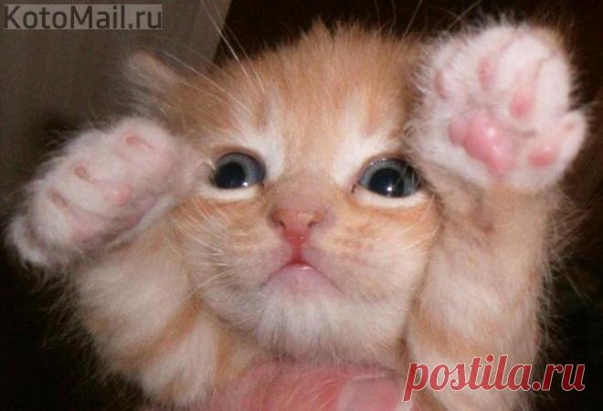 Ну, где же твои ручки?