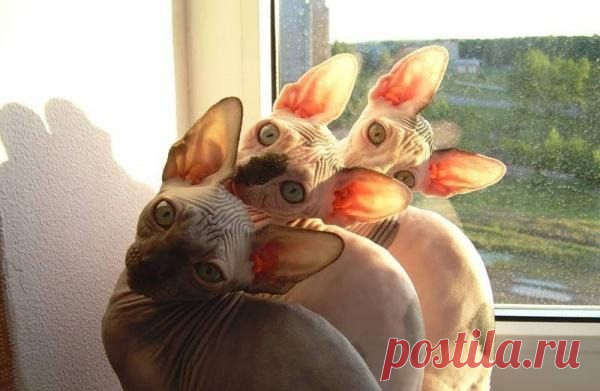 Синхронные коты — это какой-то кошачий заговор! | Мир женщины