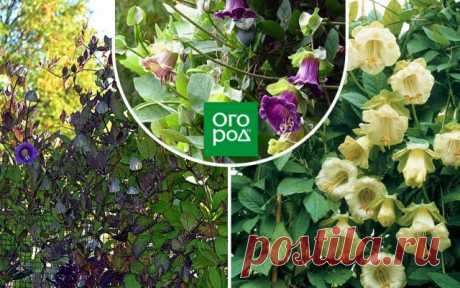 Растения, которые замаскируют неприглядный забор и заметно преобразят участок