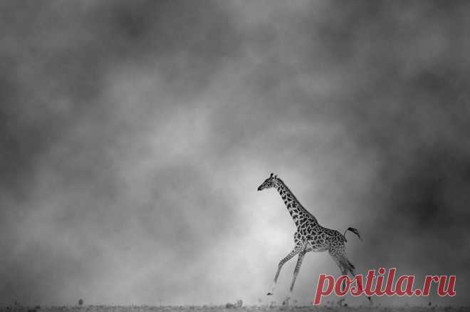 Эти 12 фотографий животных никого не оставят равнодушным | Российское фото | Яндекс Дзен