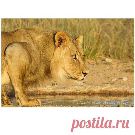 Смешная дикая природа