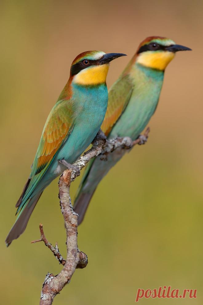 Gruccioni (Merops apiaster) www.cristianotedesco.com/foto-di-gruccione/