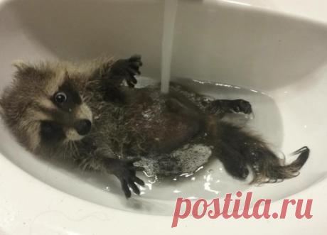 Около четырёх недель назад маму этого енота сбила машина, животное сразу погибло. В этот момент она несла в пасти своего детёныша. Кроха тоже пострадал, из-за травм его парализовало. Кейла решила попытаться его вылечить. У неё уже был опыт лечения брошенных малышей.