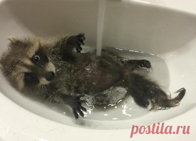 Около четырёх недель назад маму этого енота сбила машина, животное сразу погибло. В этот момент она несла в пасти своего детёныша. Кроха тоже пострадал, из-за травм его парализовало. Кейла решила попытаться его вылечить. У неё уже был опыт лечения брошенных малышей.