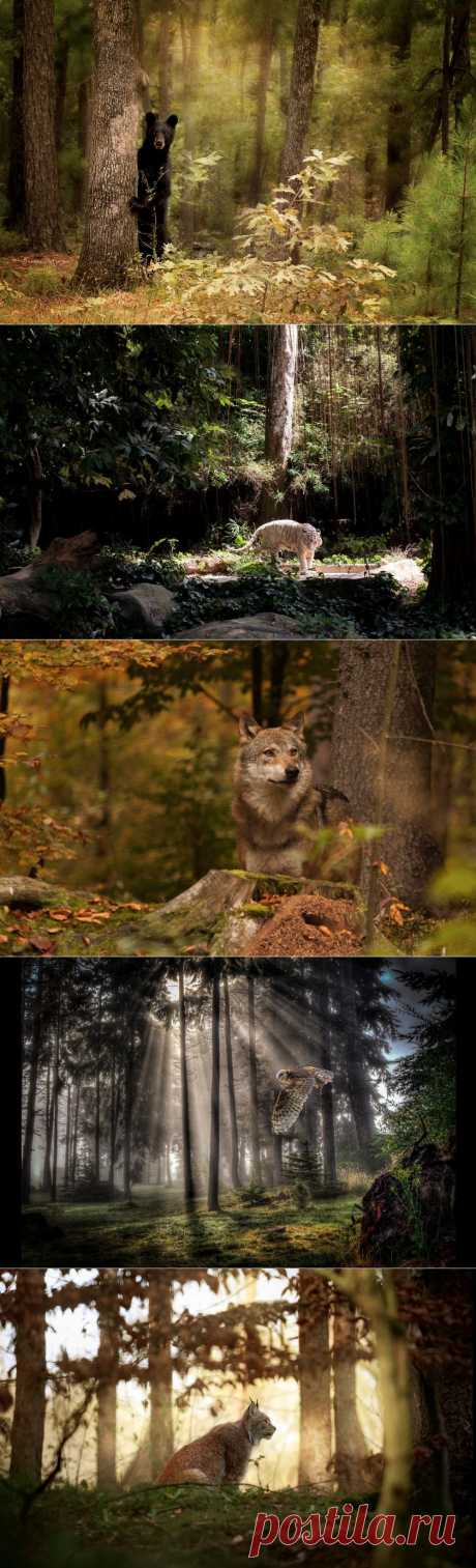 Хозяев леса пост