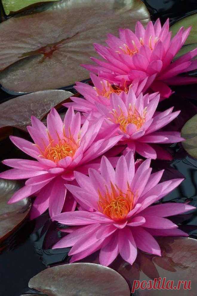 Блюдца цветущих кувшинок.