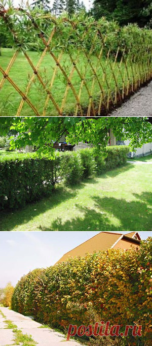 Живая изгородь: Разновидности кустов для живой изгороди, их характеристика и цены