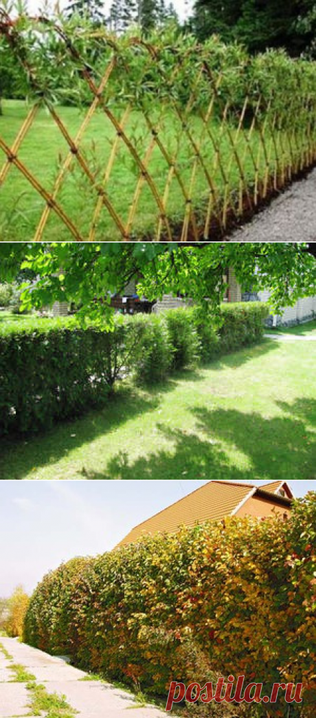 Живая изгородь: Разновидности кустов для живой изгороди, их характеристика и цены
