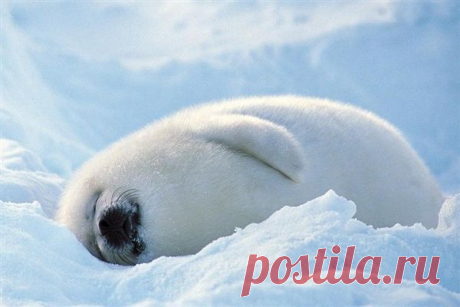 Умилительные зверята - Вдохновение / Surfingbird - мы делаем интернет лучше