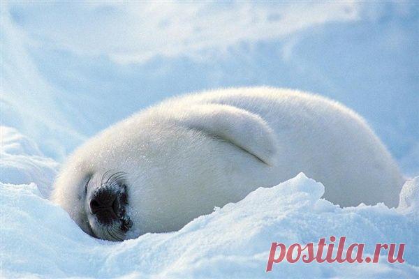 Умилительные зверята - Вдохновение / Surfingbird - мы делаем интернет лучше