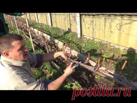 Короткая обрезка винограда на рожки