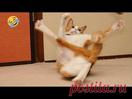 СМЕШНЫЕ ЖИВОТНЫЕ ❗🐱 10 МИНУТ СМЕХА / ЛУЧШИЕ ПРИКОЛЫ С КОТАМИ И СОБАКАМИ