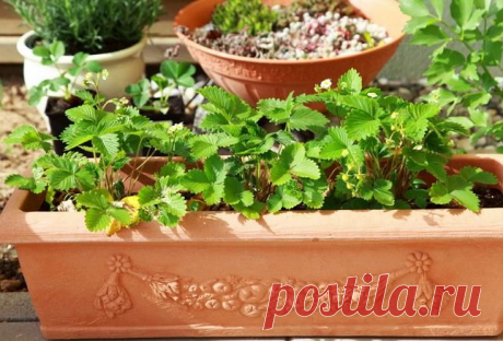 Клубника на подоконнике за 2 месяца | Садовод (Усадьба)