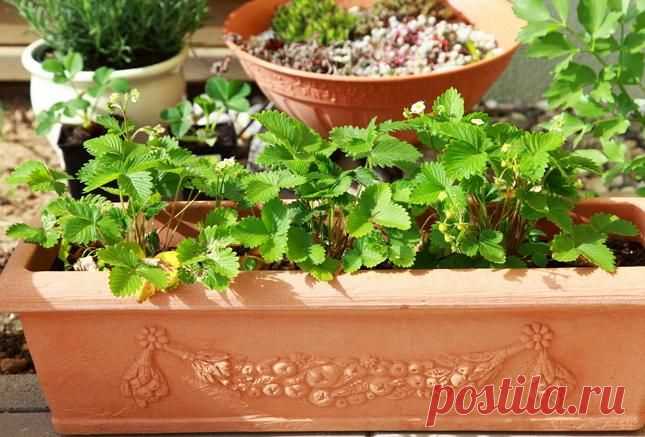 Клубника на подоконнике за 2 месяца | Садовод (Усадьба)