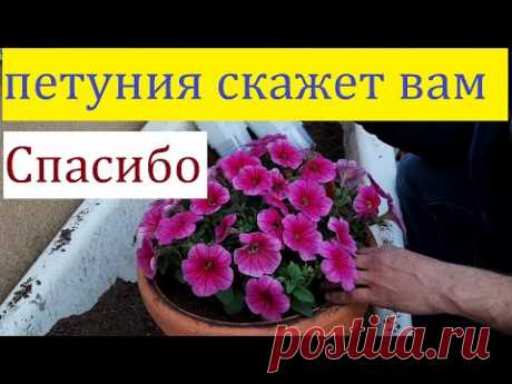 ОДНА ЛОЖКА этого Удобрения и ПЕТУНИЯ Будет ВОЛШЕБНОЙ !!!   подкормка для цветов
