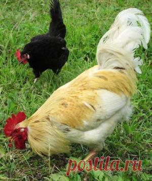 Притча о зернышках